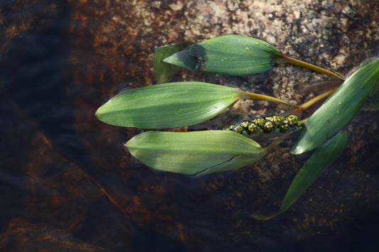 Floating pondweed