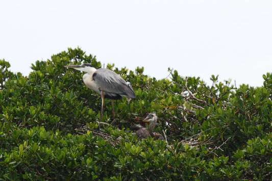 Heron nest