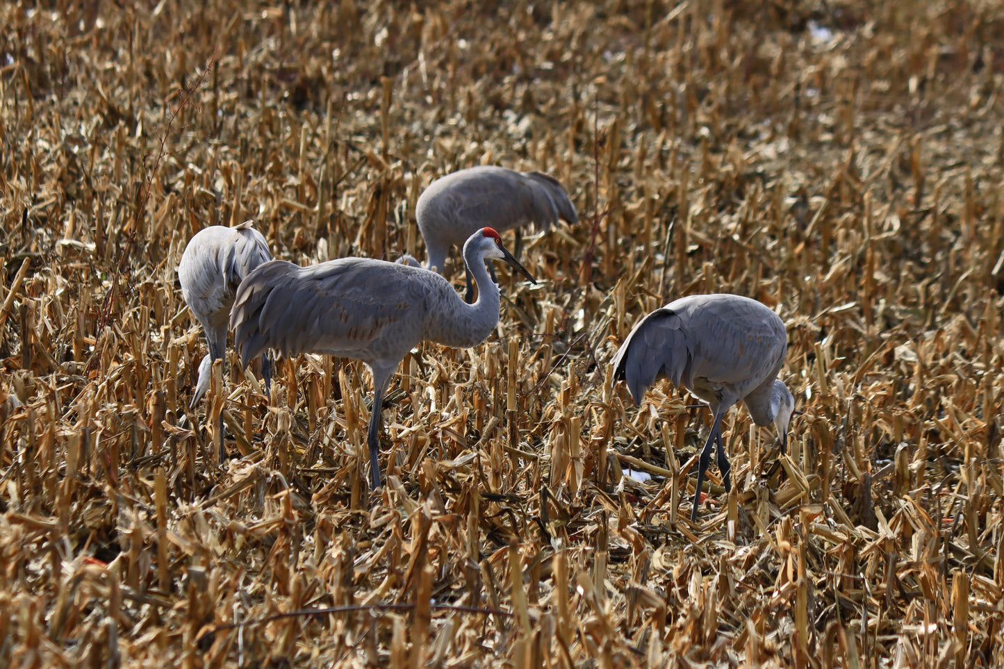 Crane family