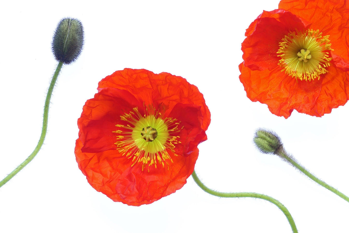 Poppy buds and blooms