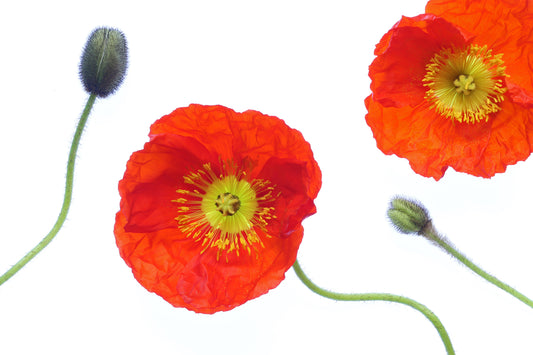 Poppy buds and blooms