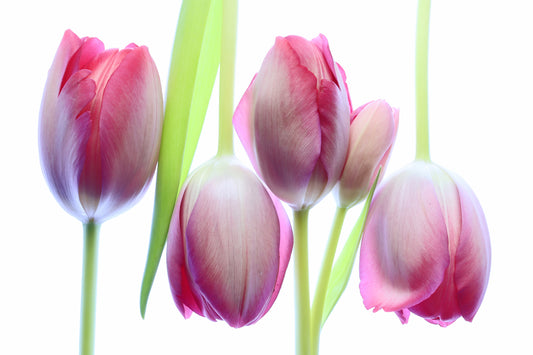 Tulip family