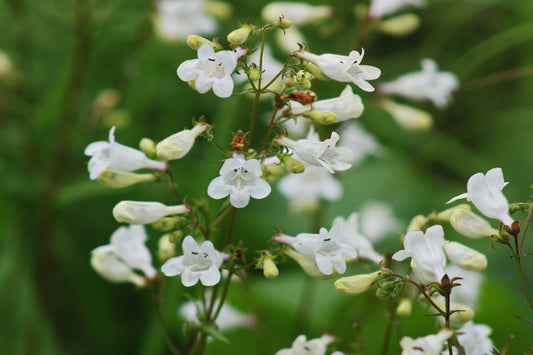 Foxglove beardtongue