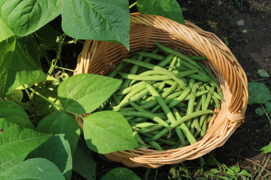 Fresh picked green beans