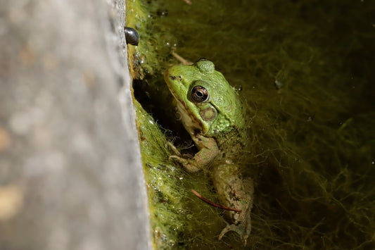 Green frog