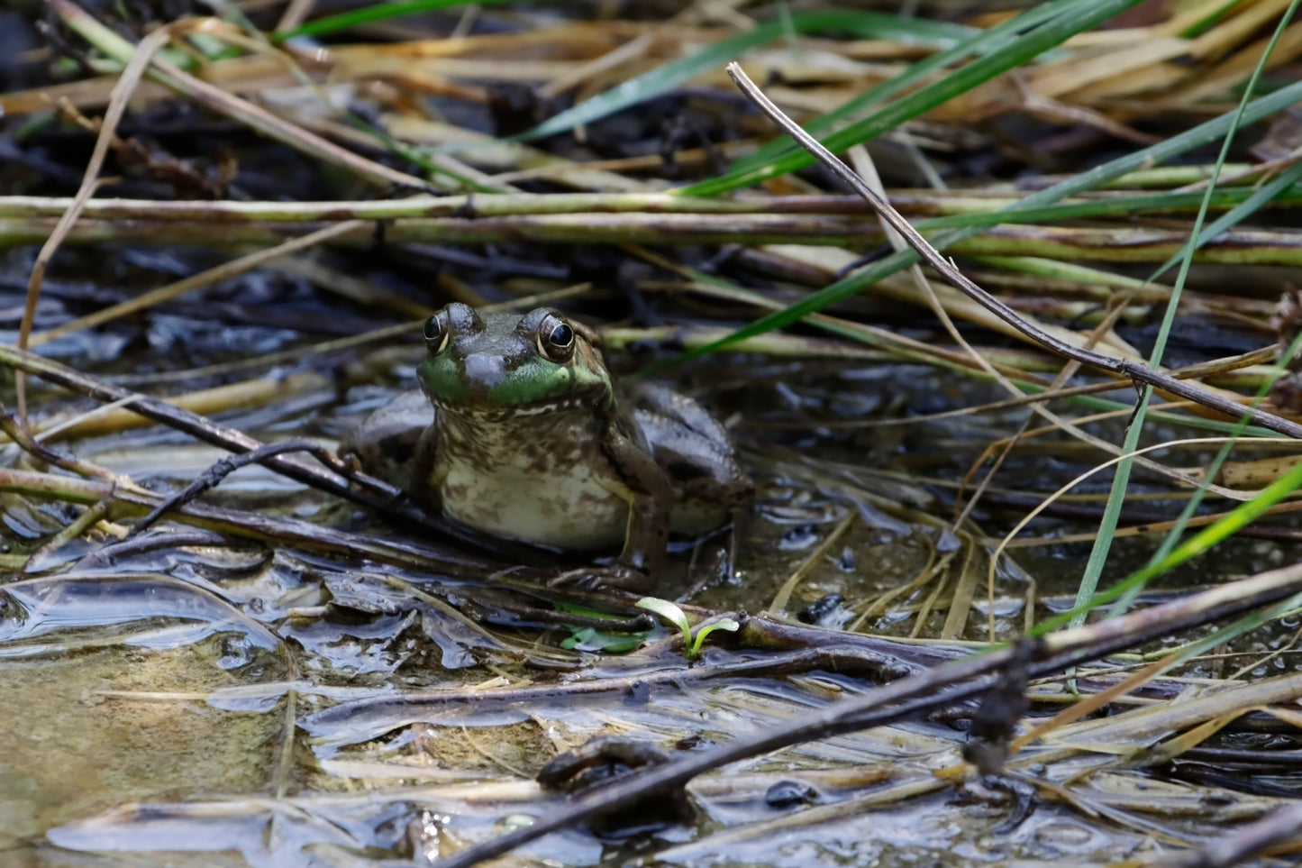 Green frog observation