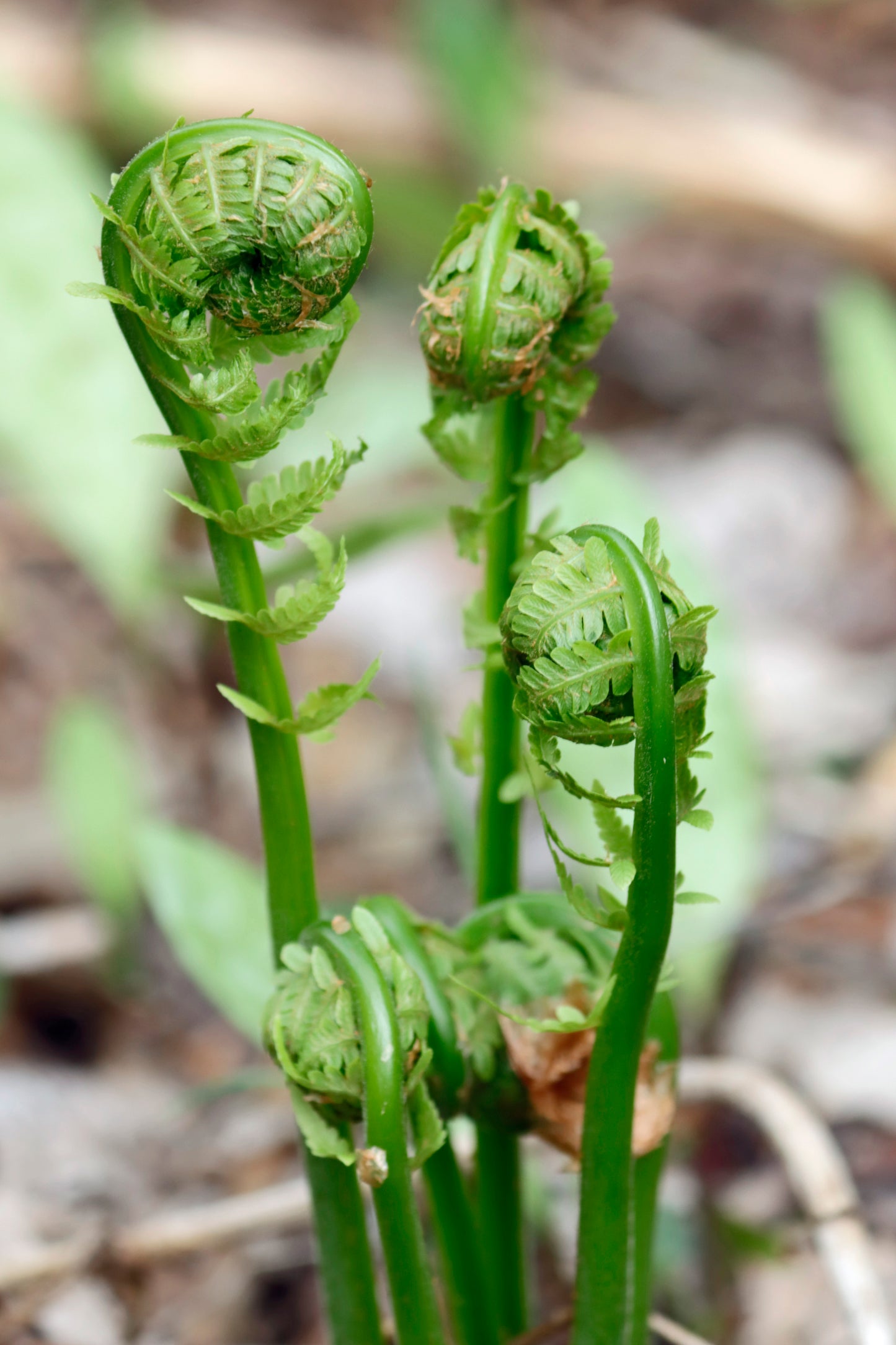 Ostrich Fern fronds