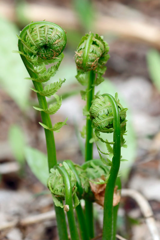Ostrich Fern fronds