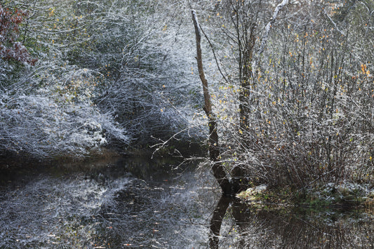 Frosted pond