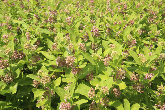 Milkweed meadow