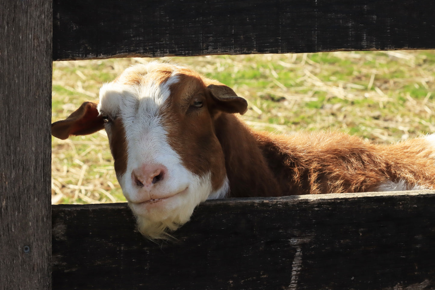 Curious goat