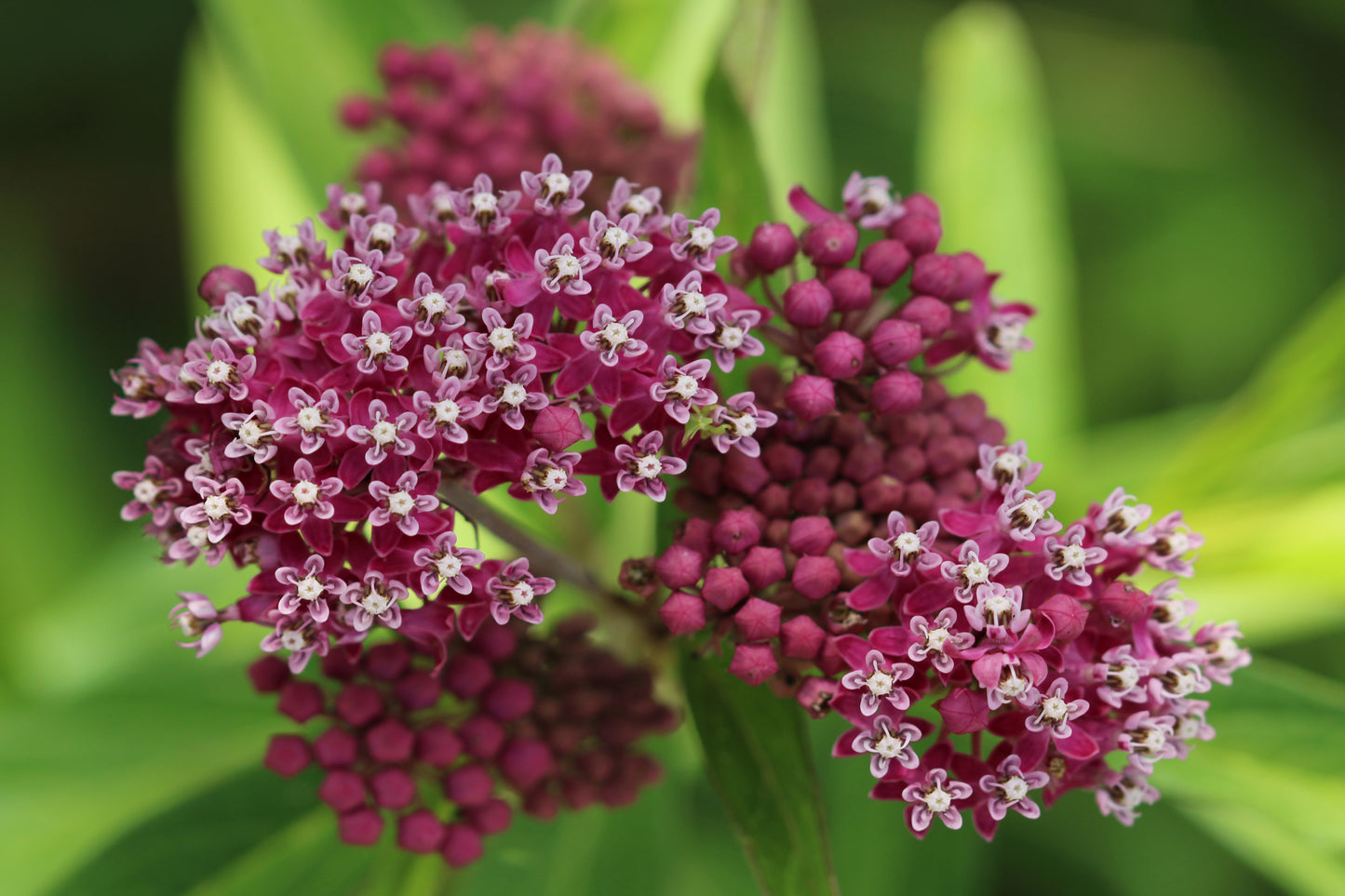 Milkweed flowers