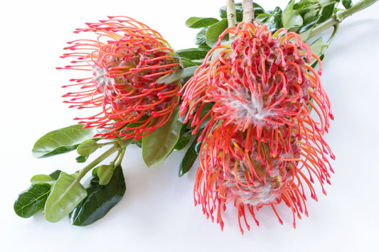 Pincushion-proteas