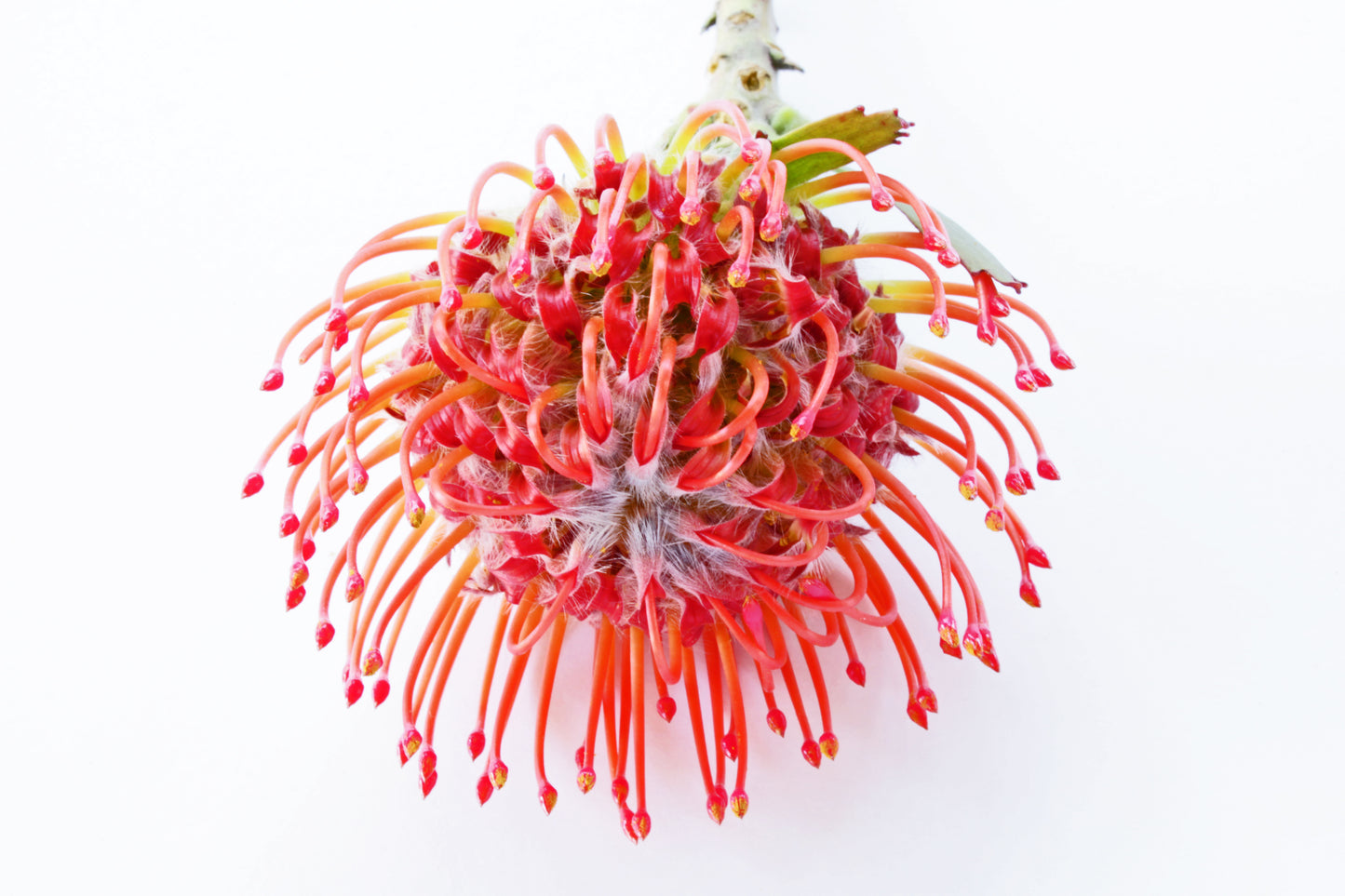 Pincushion-protea