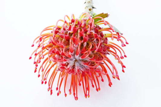 Pincushion-protea