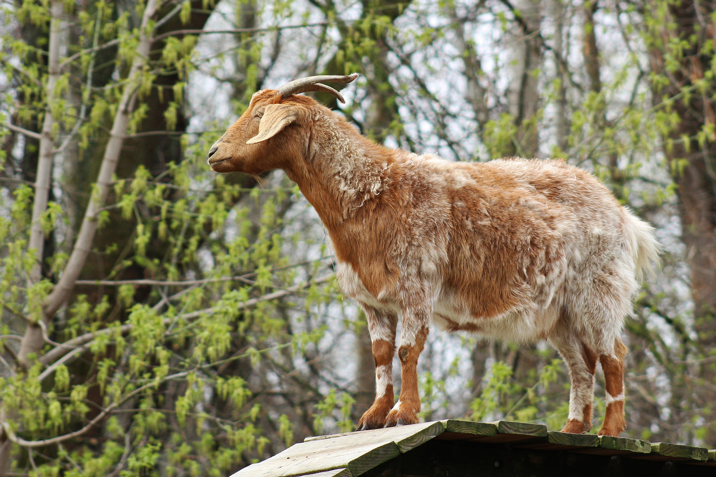 Goat climber