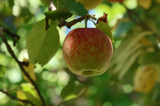 Apple to harvest