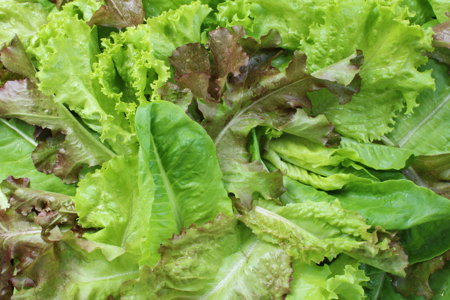 Mixed lettuce greens