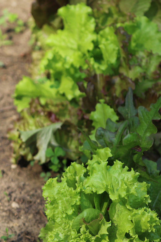 Growing lettuce