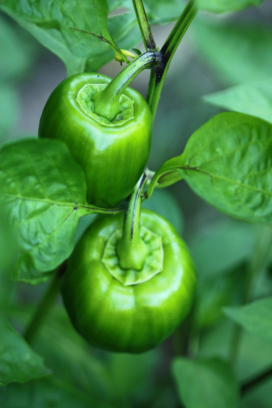 Green pepper plant