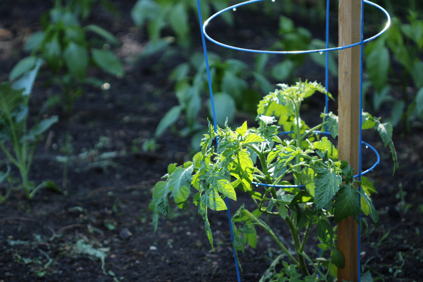 Tomato cages in the garden