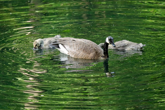 Mother & Goslings