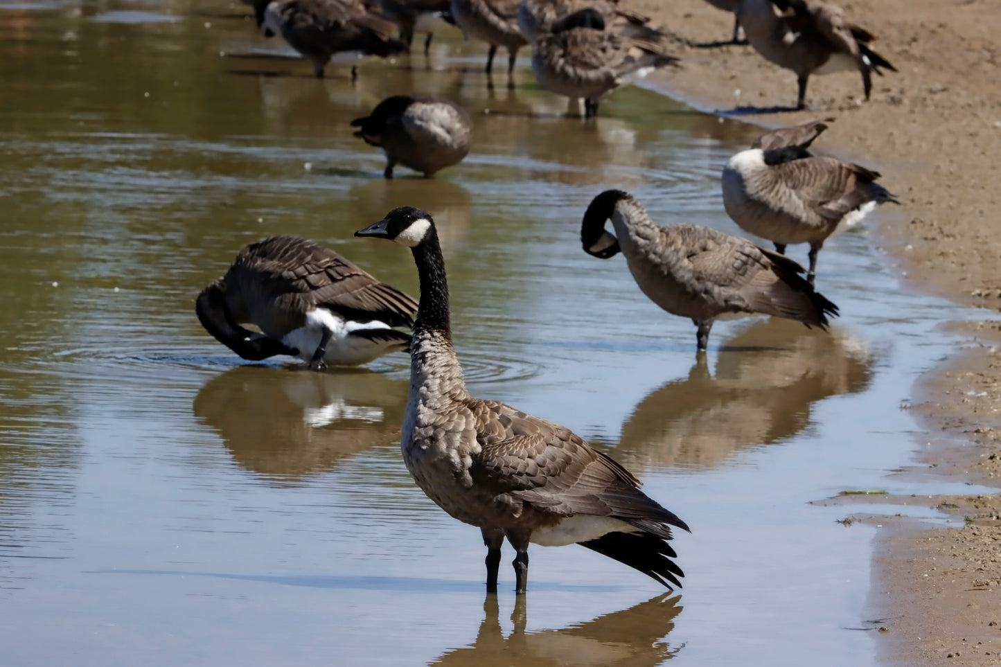 Geese bathing