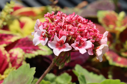 Greenhouse zonal geranium