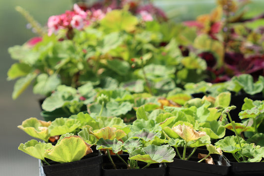 Geranium plants