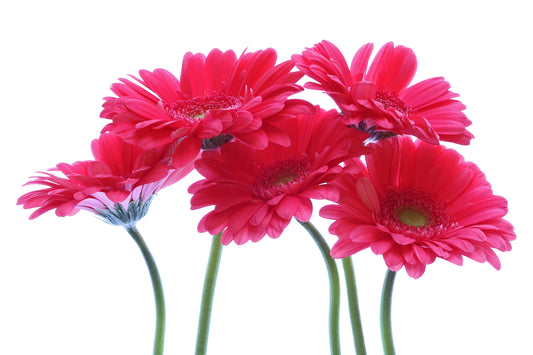 Gerbera bouquet