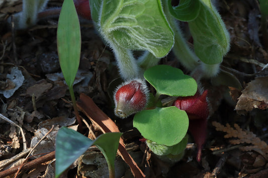 Wild ginger plants