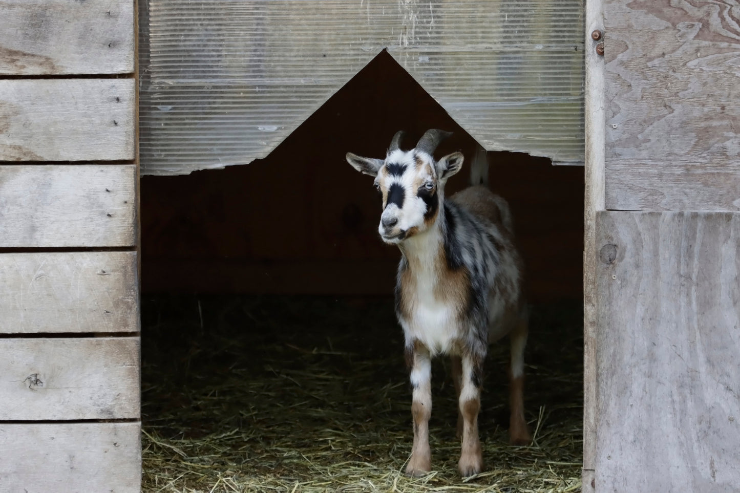 Homestead goat