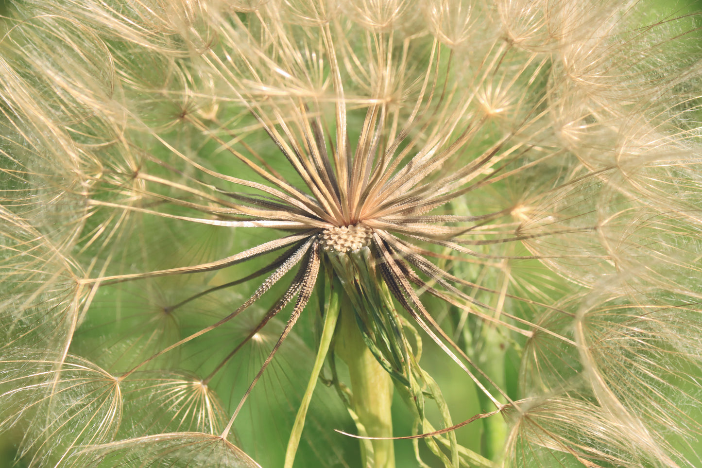 Yellow salsify in seed-JUNE 2024