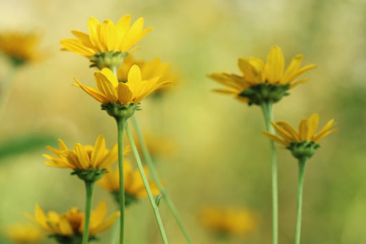 False sunflowers