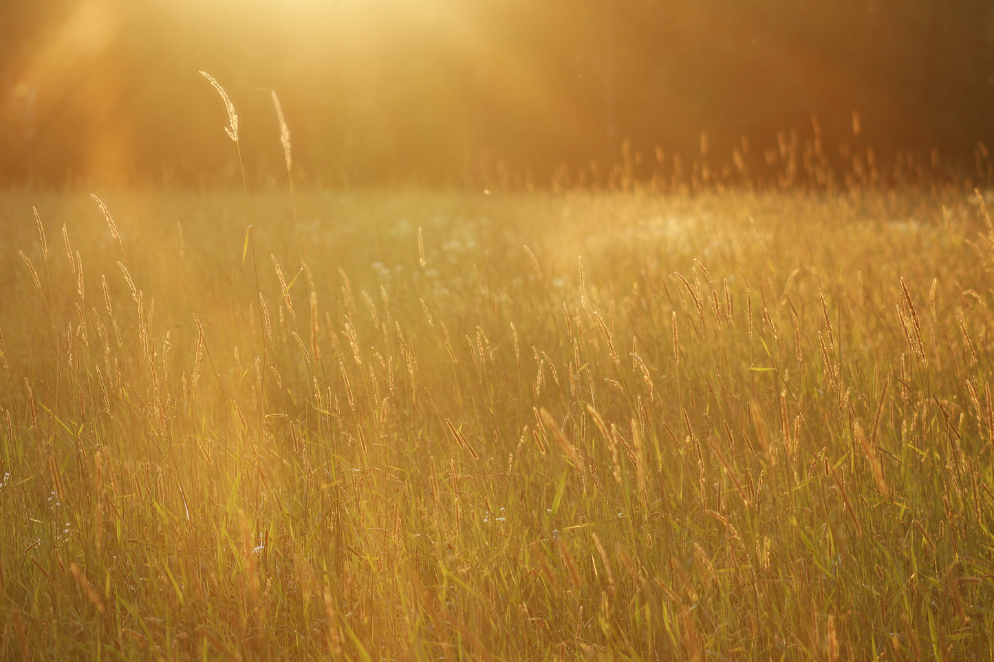 Golden Light III