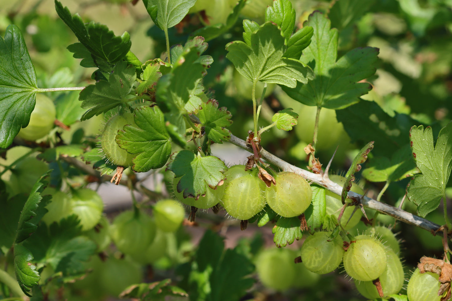 Gooseberries