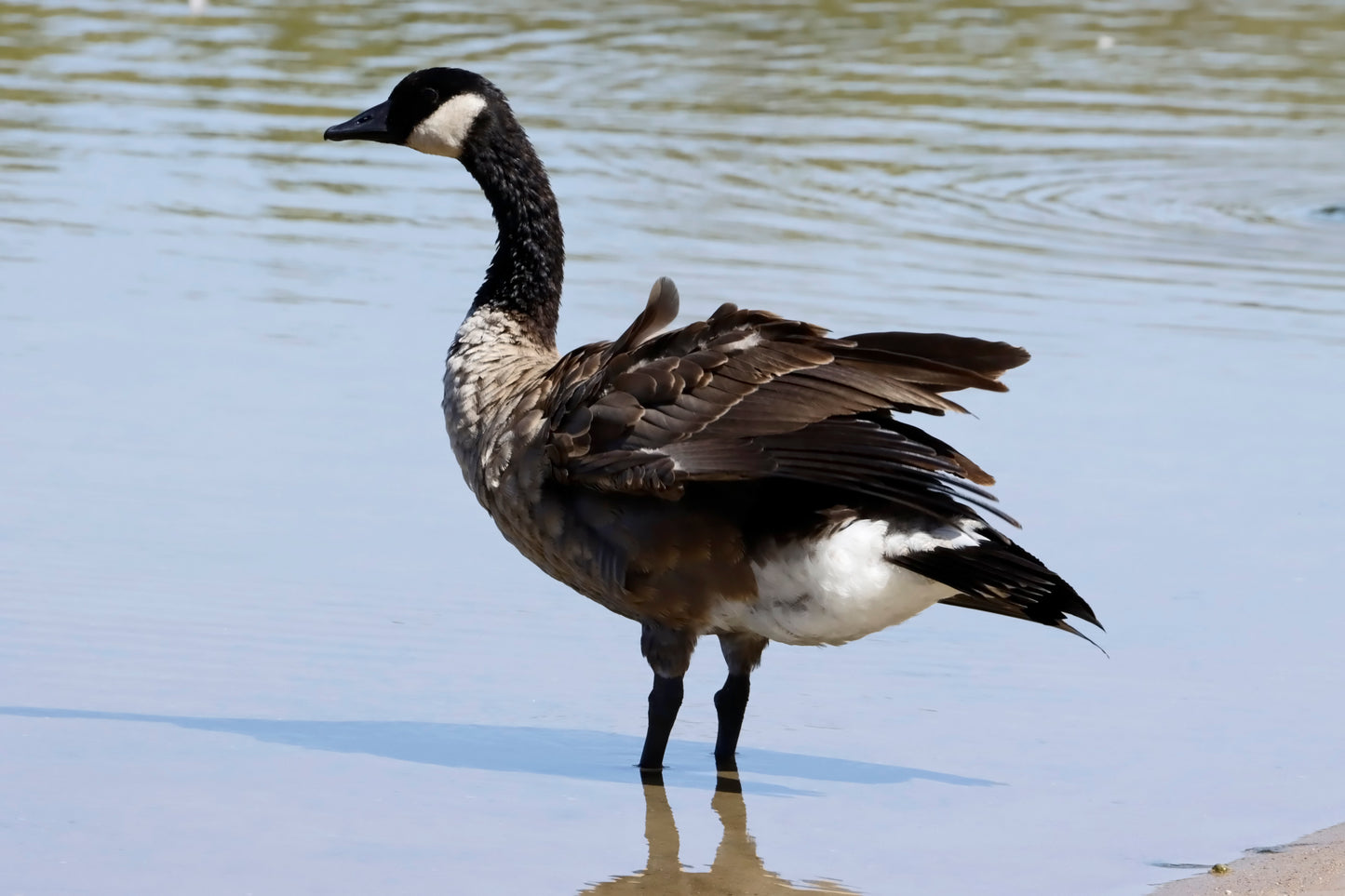 Canada goose bathing