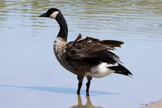 Canada goose bathing