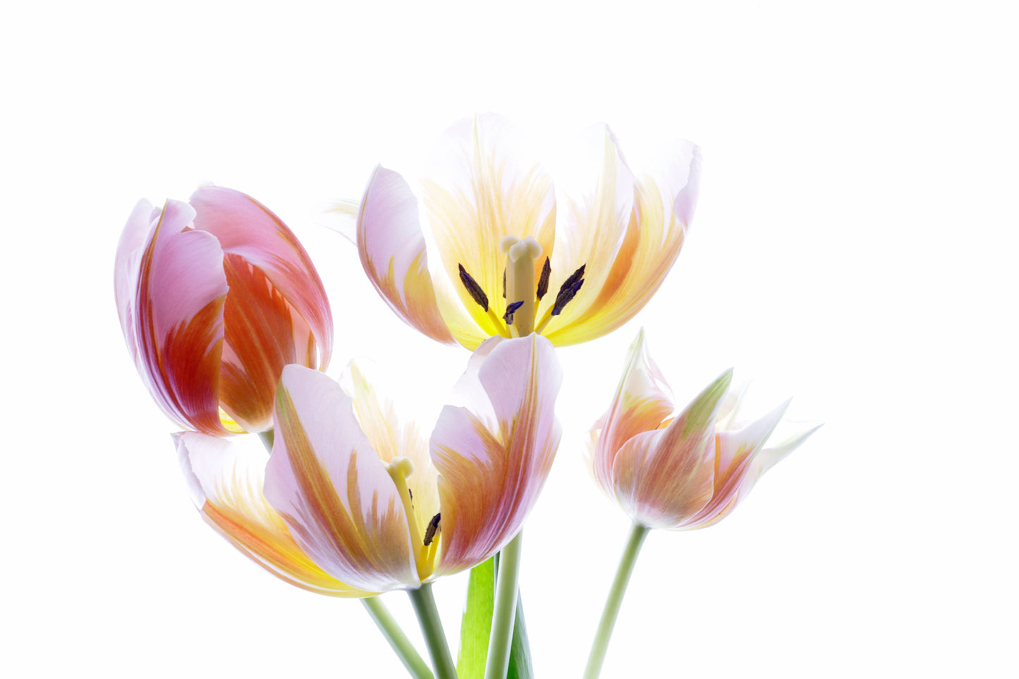 Grand Tulips
