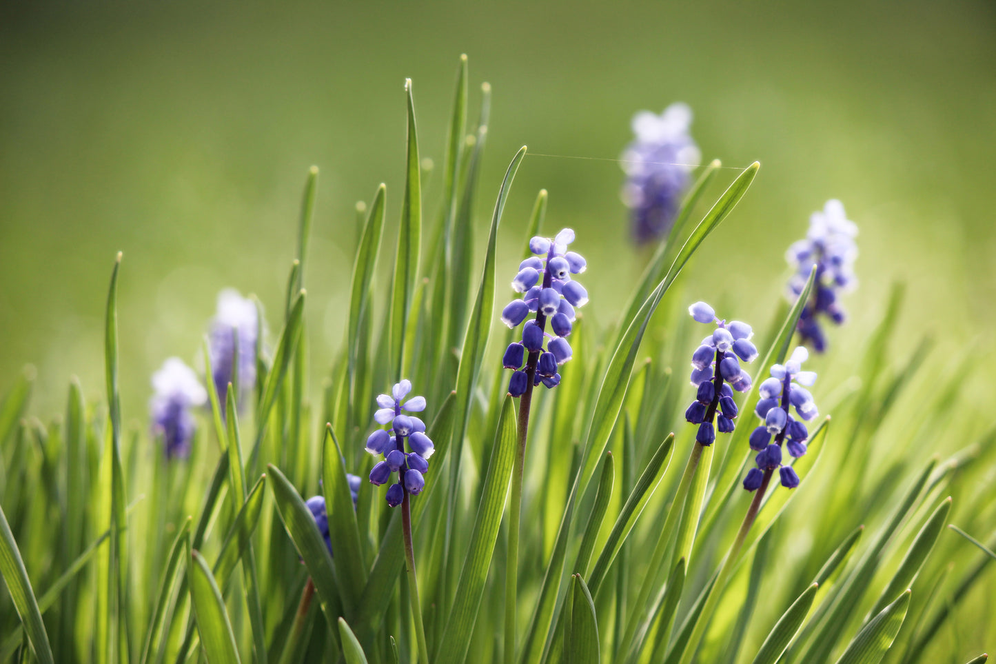 Grape hyacinth