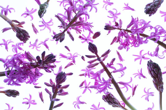 Purple hyacinth background