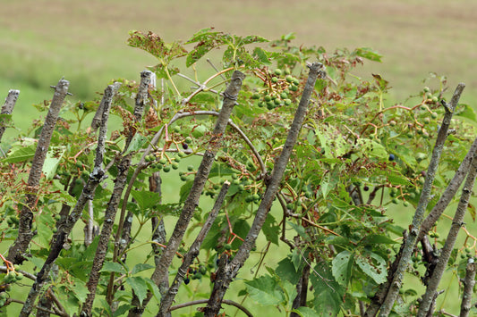 Grapevines