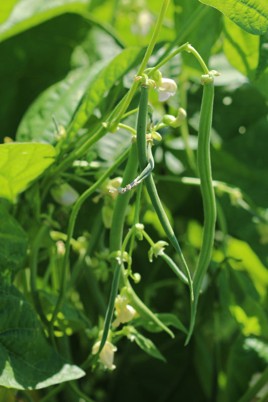 Green bean plant in the garden