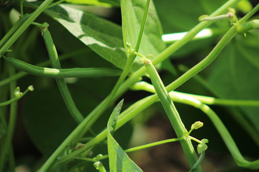 Green bean plant