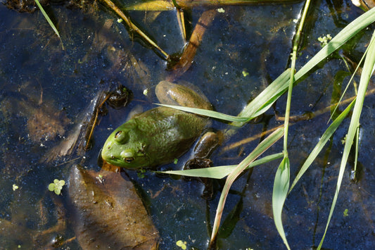 Green frog