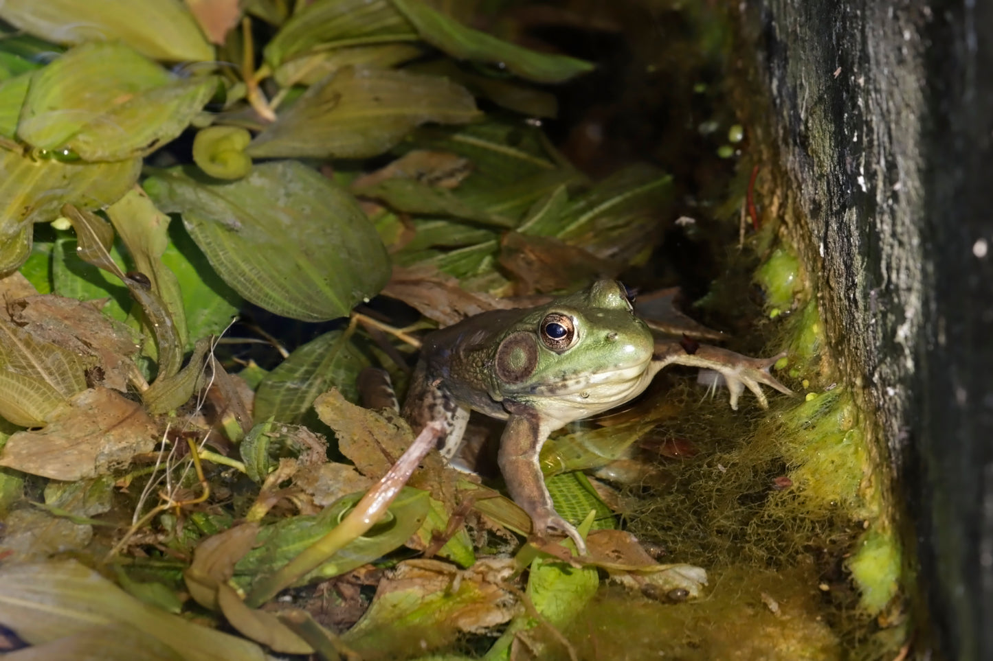 Green frog in cement pond