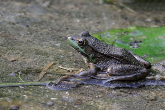 Wisconsin frog