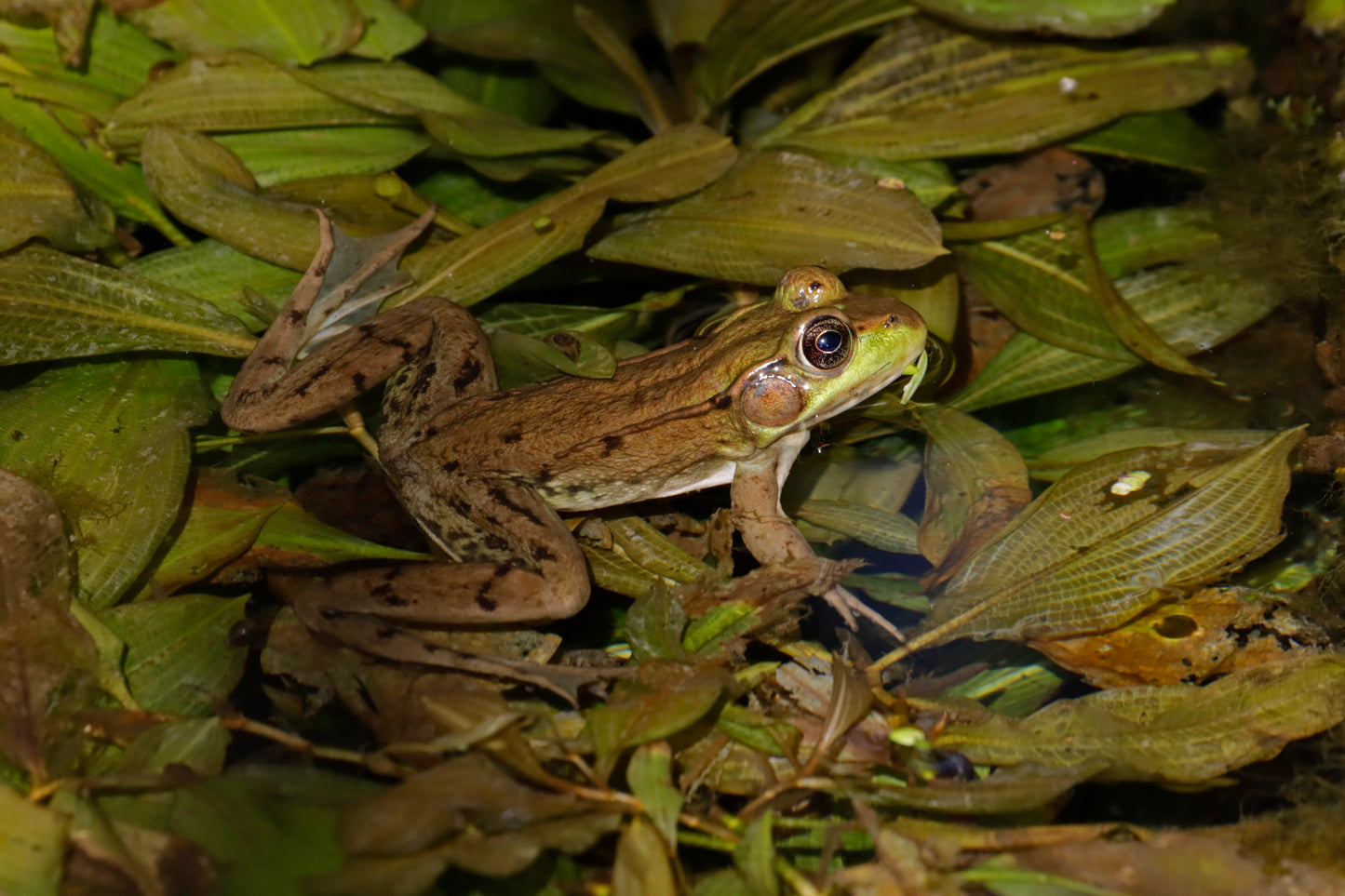 Frog under water