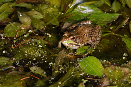 Wisconsin frog pond