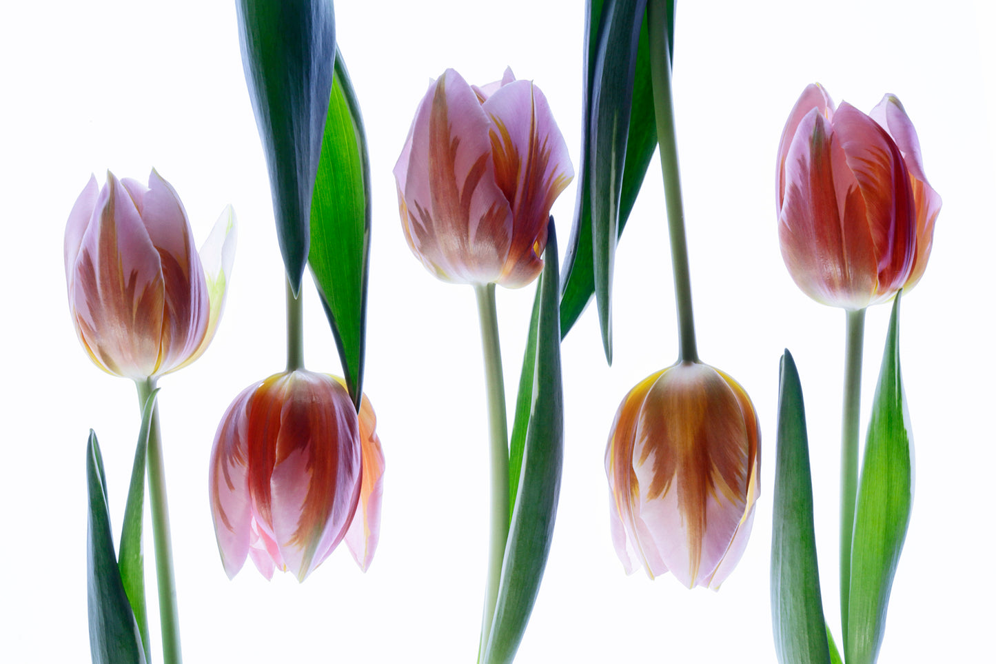 Spring Pink Delight